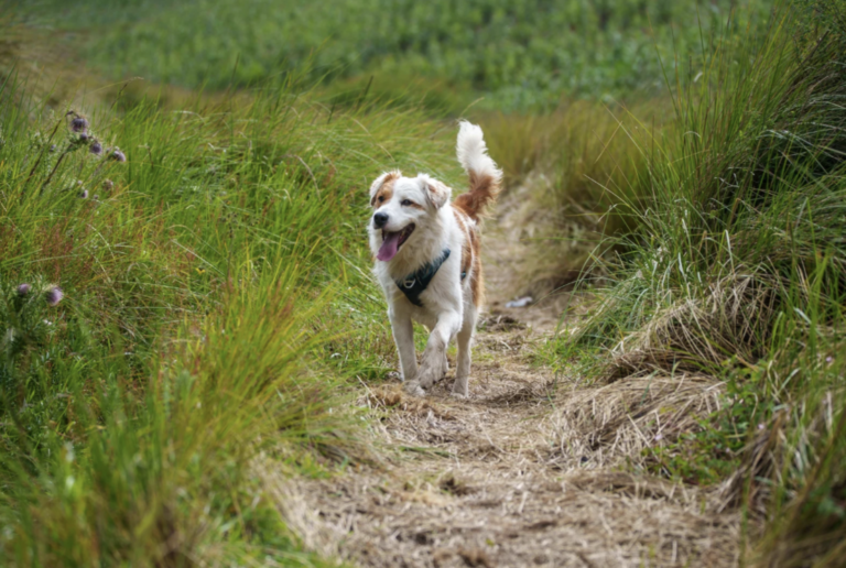 Comment voyager avec son chien en overlanding ?